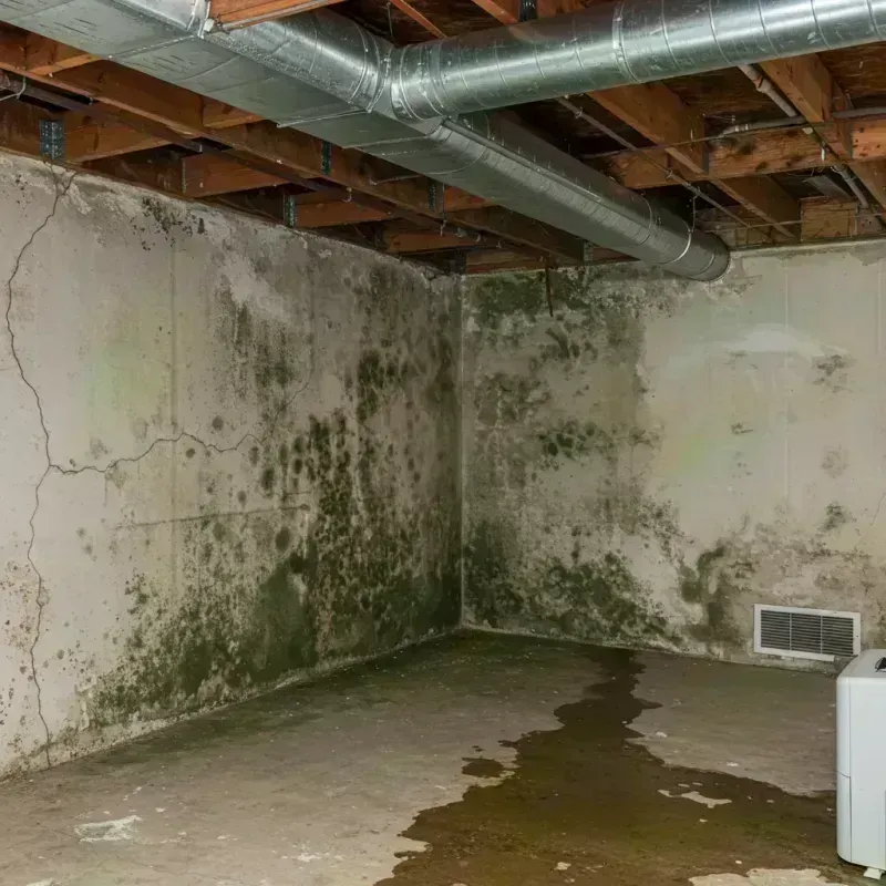 Professional Mold Removal in Cascade Valley, WA